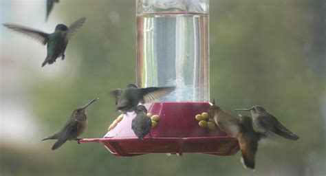 gucci hummingbird|baby hummingbirds in hospital.